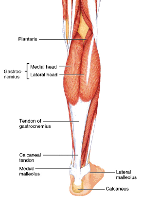 gastro-slide